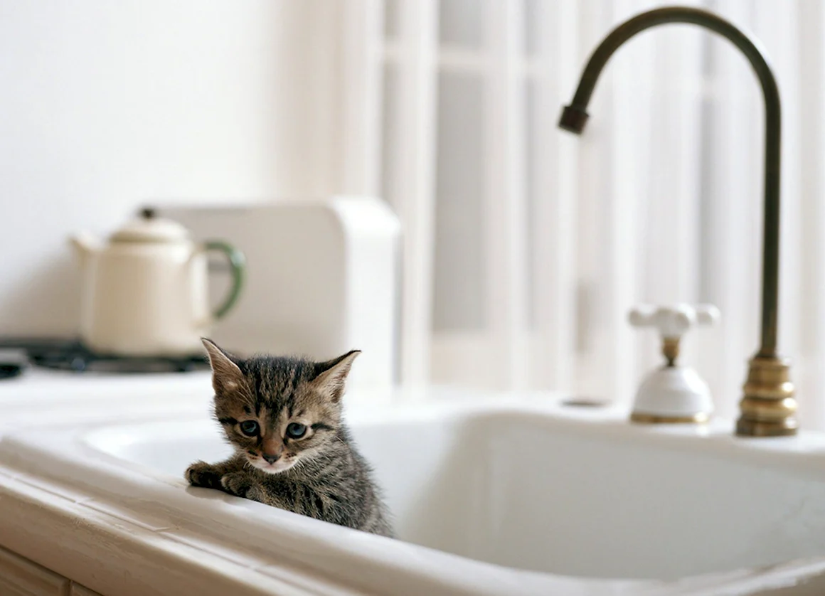 Котик в ванной