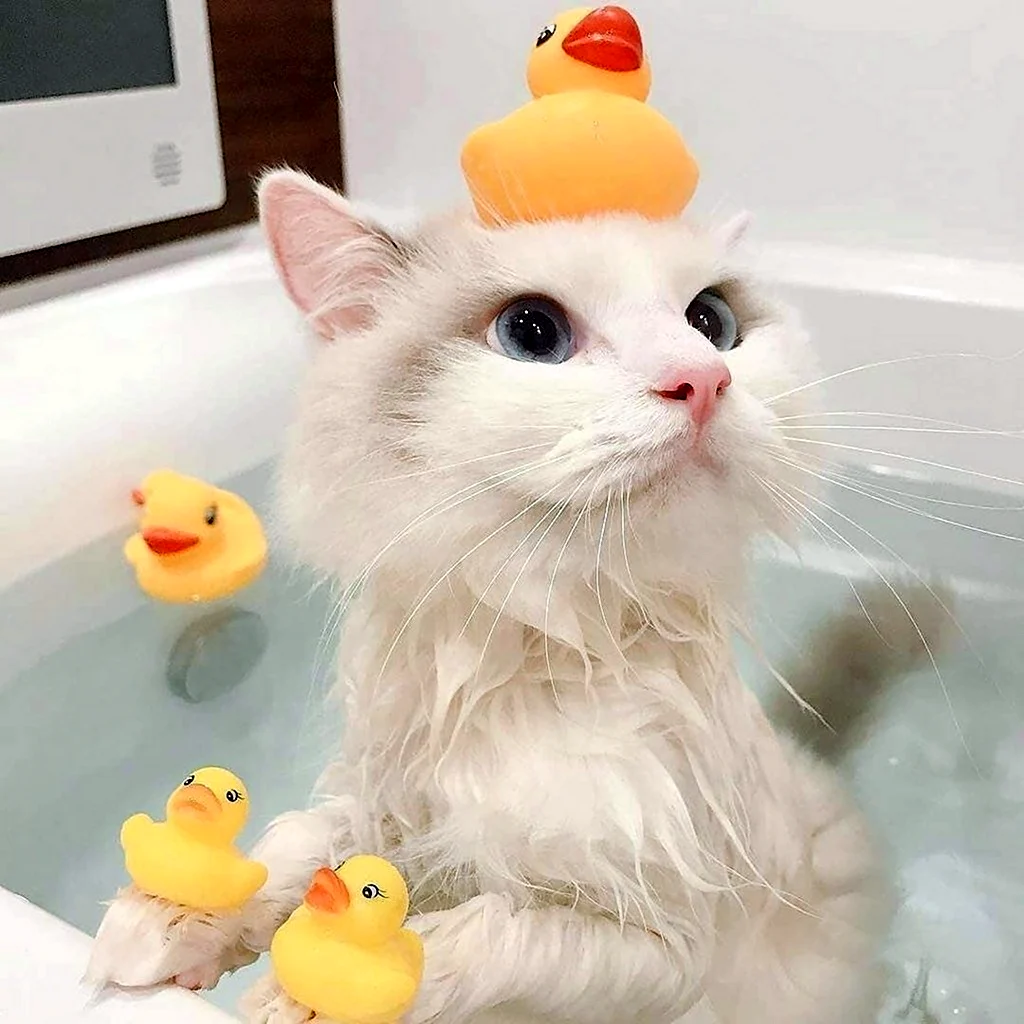 Котик в ванной