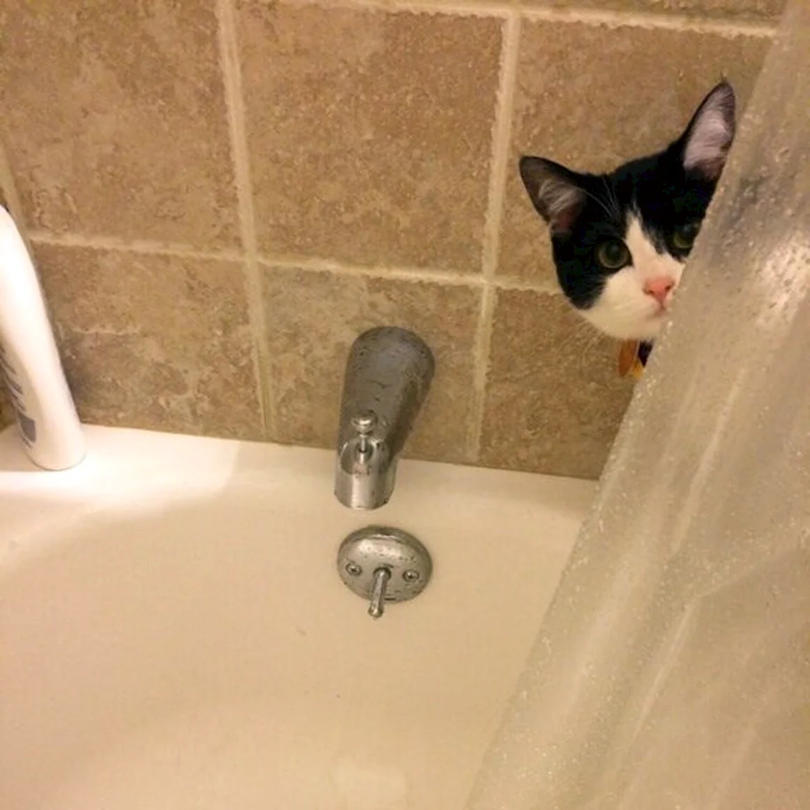 Котик в ванной
