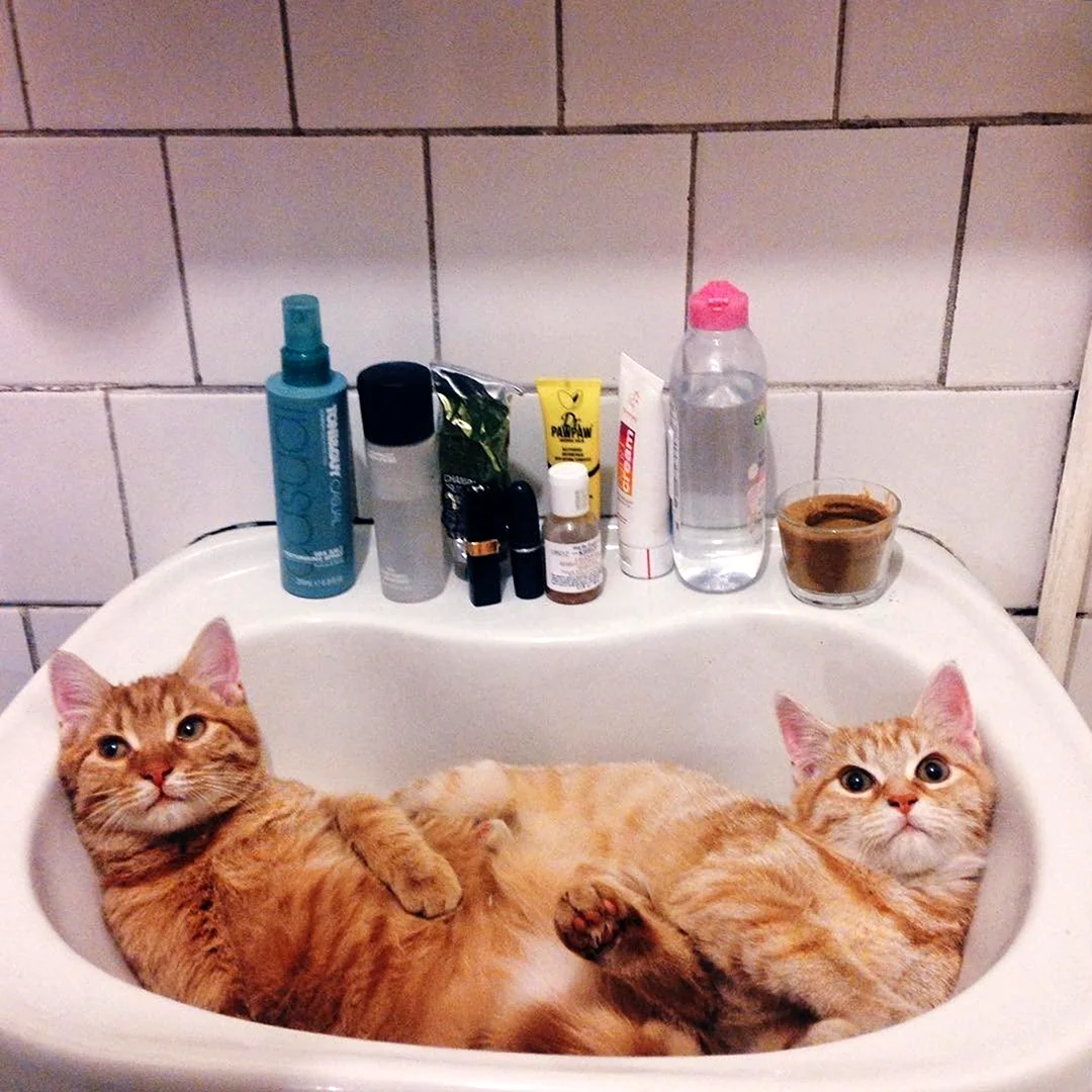Котик в ванной
