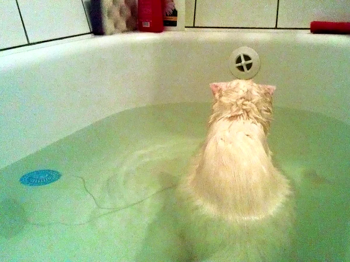 Котик в ванной