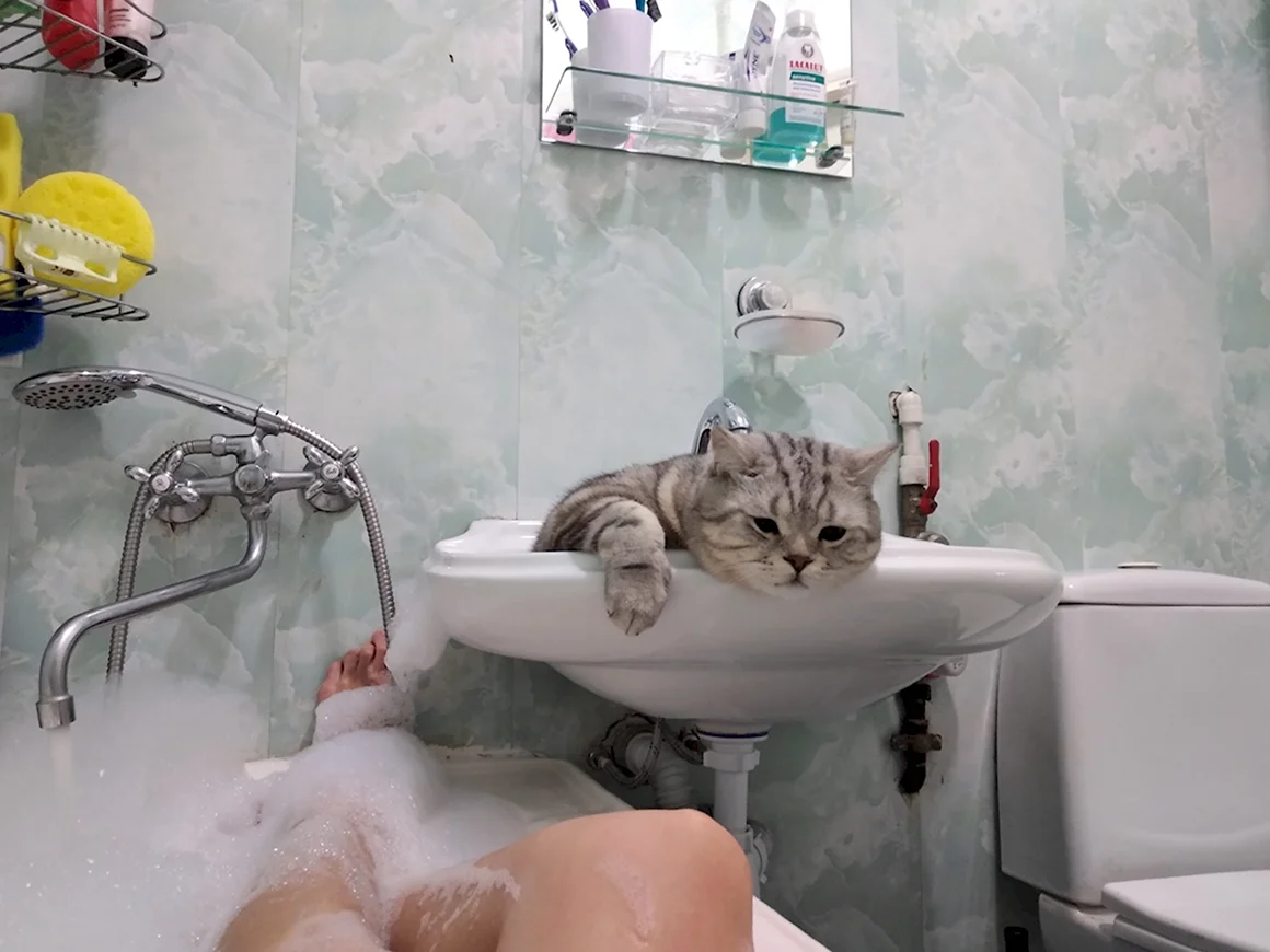 Котик в ванной