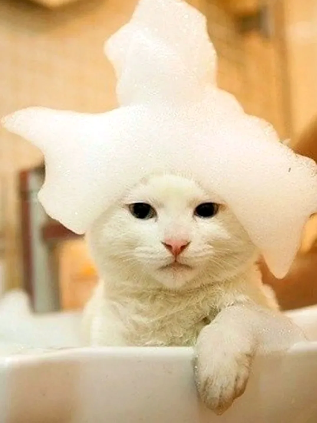 Котик в ванной