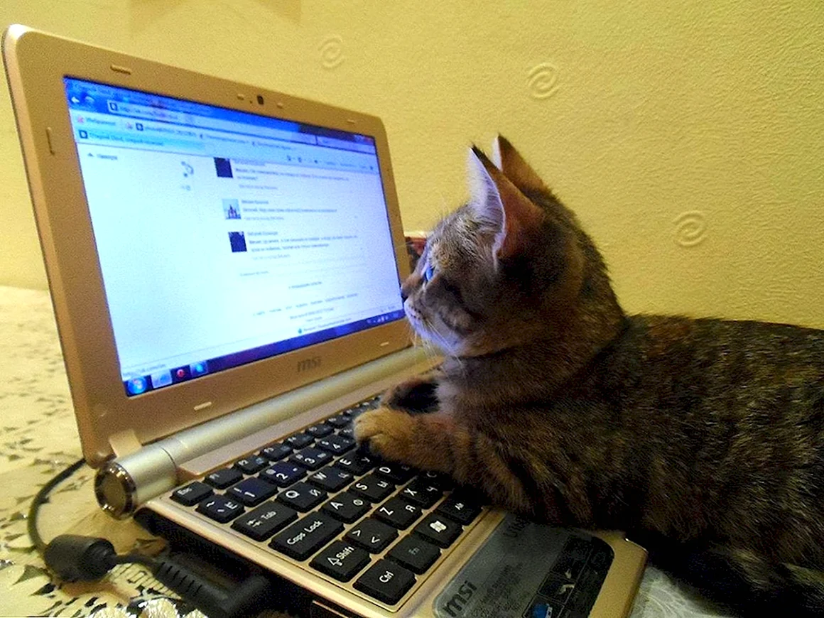 Котик за компьютером