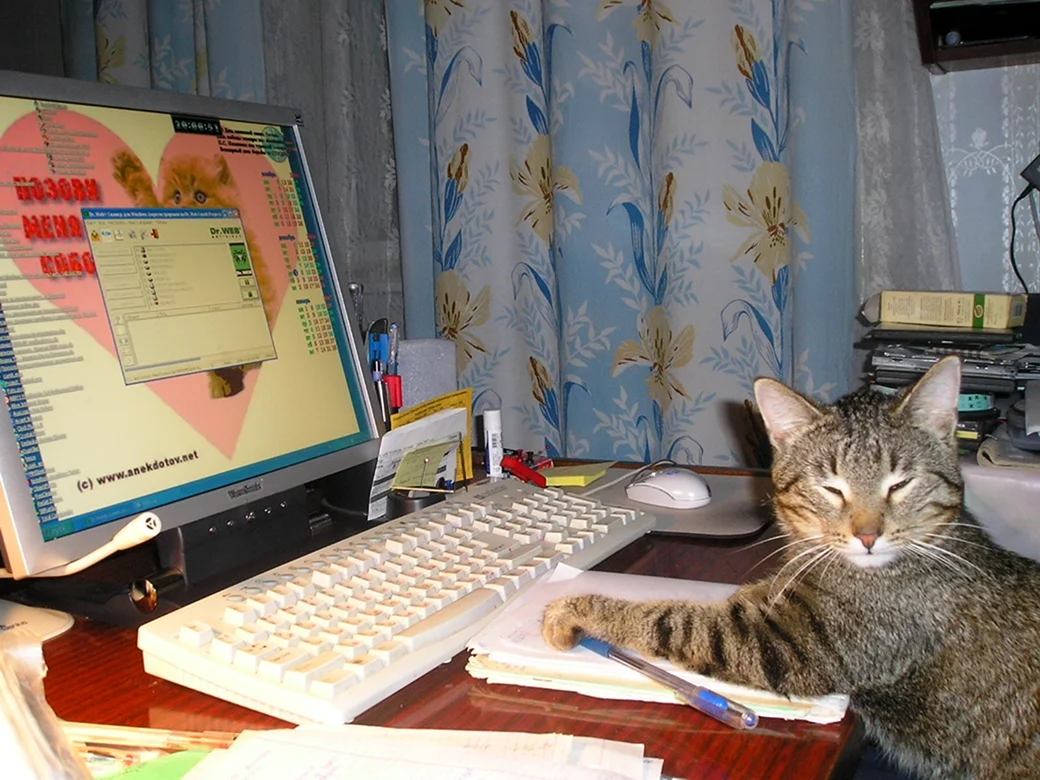 Котик за компьютером