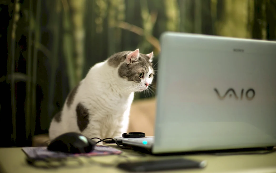 Котик за компьютером