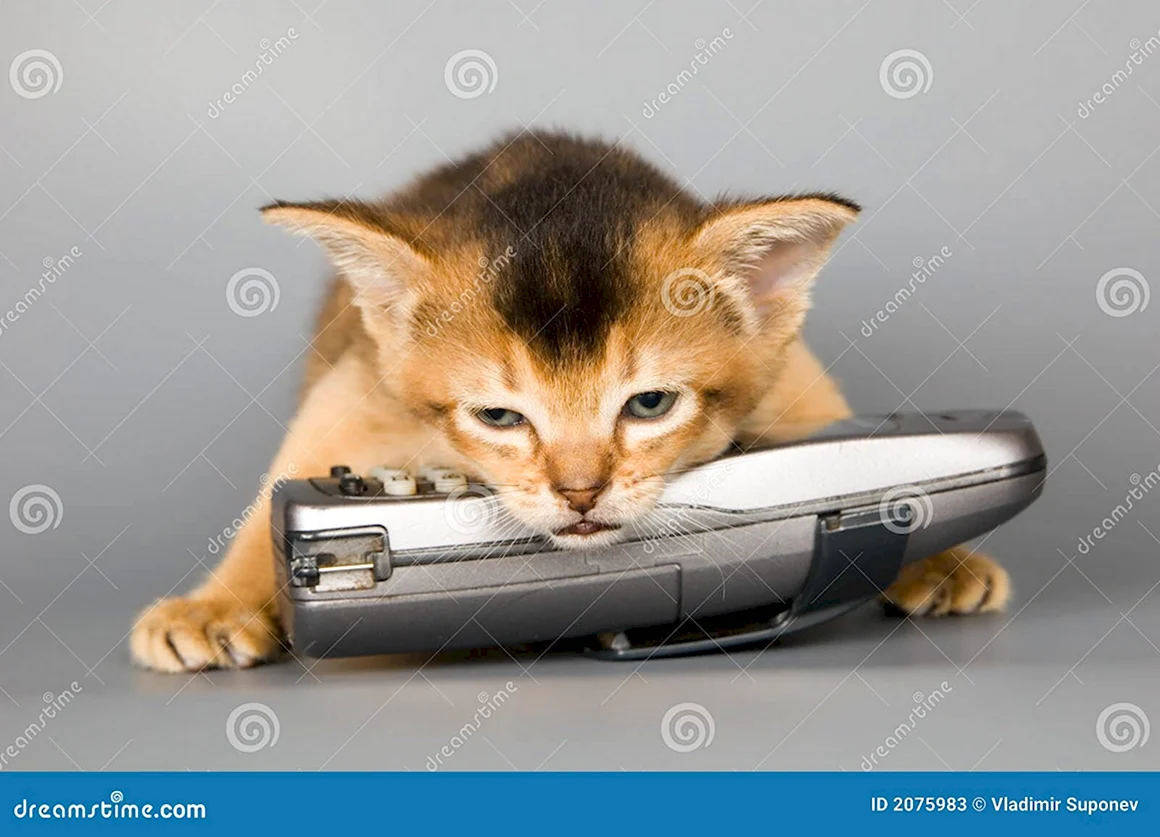 Котик ждет звонка