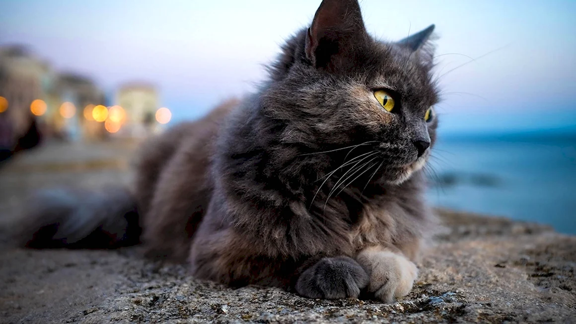 Котики