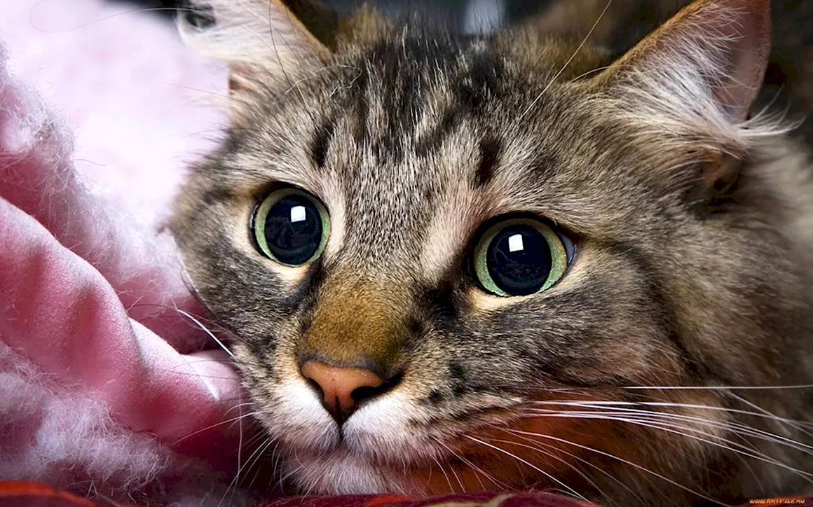 Котики