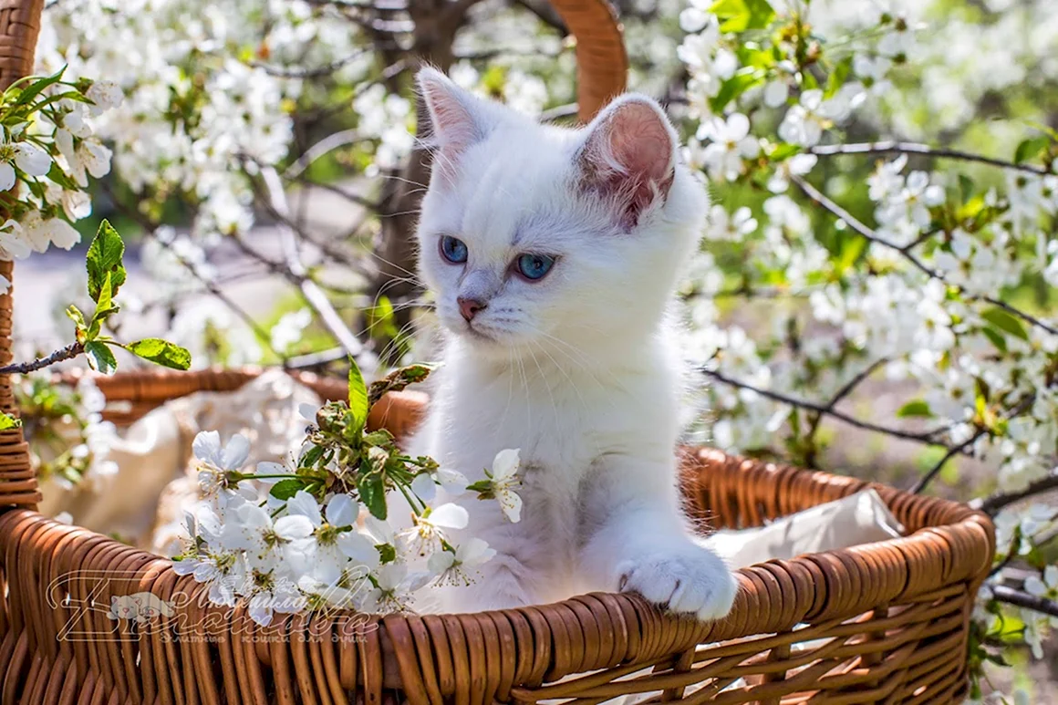 Котики