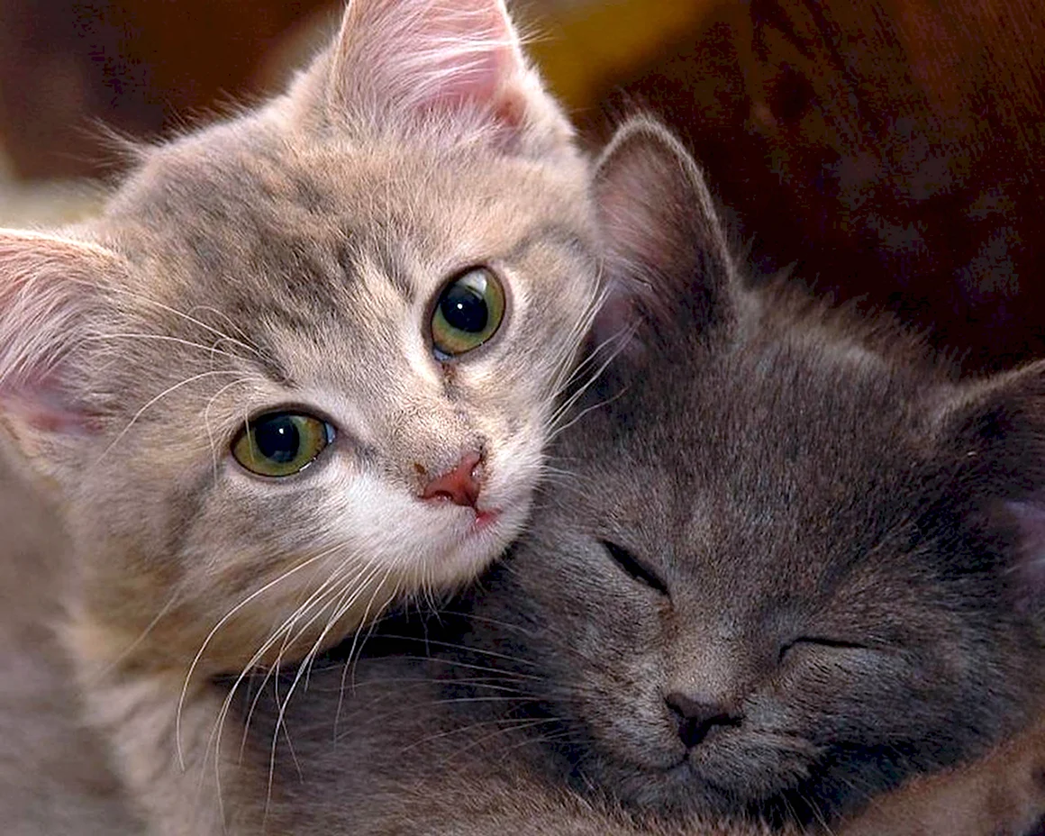 Котики