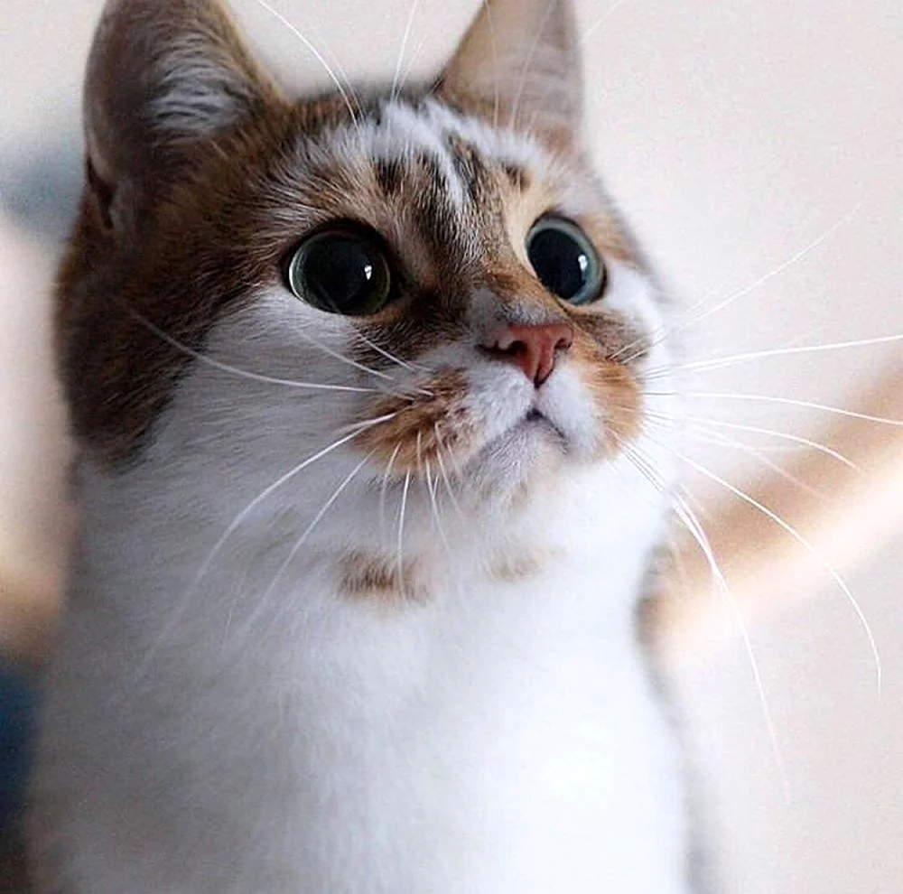 Котики
