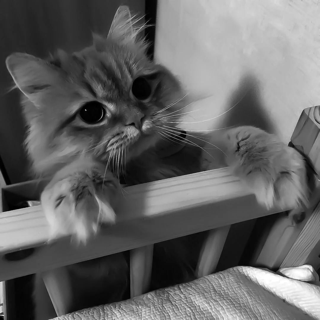 Котики