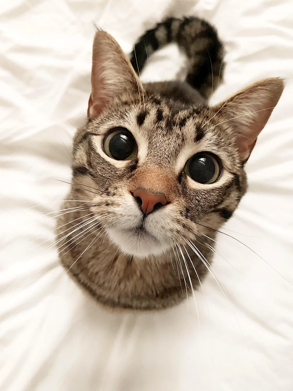 Котики