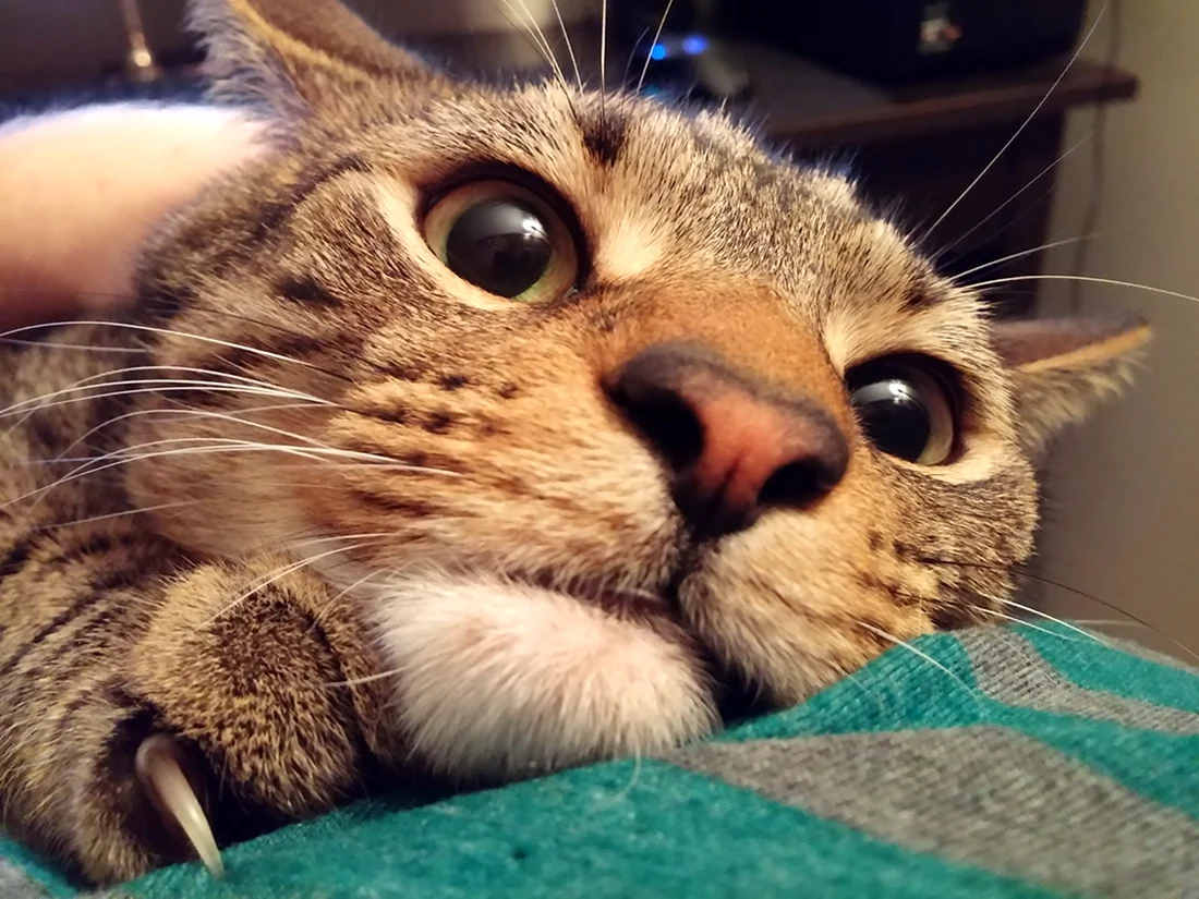 Котики