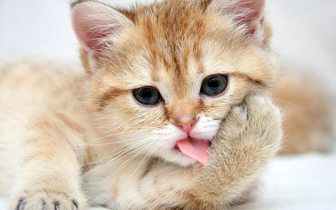 Котики