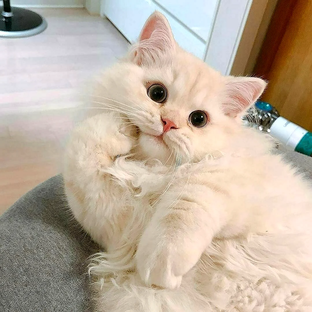 Котики