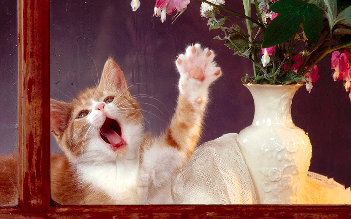 Котики