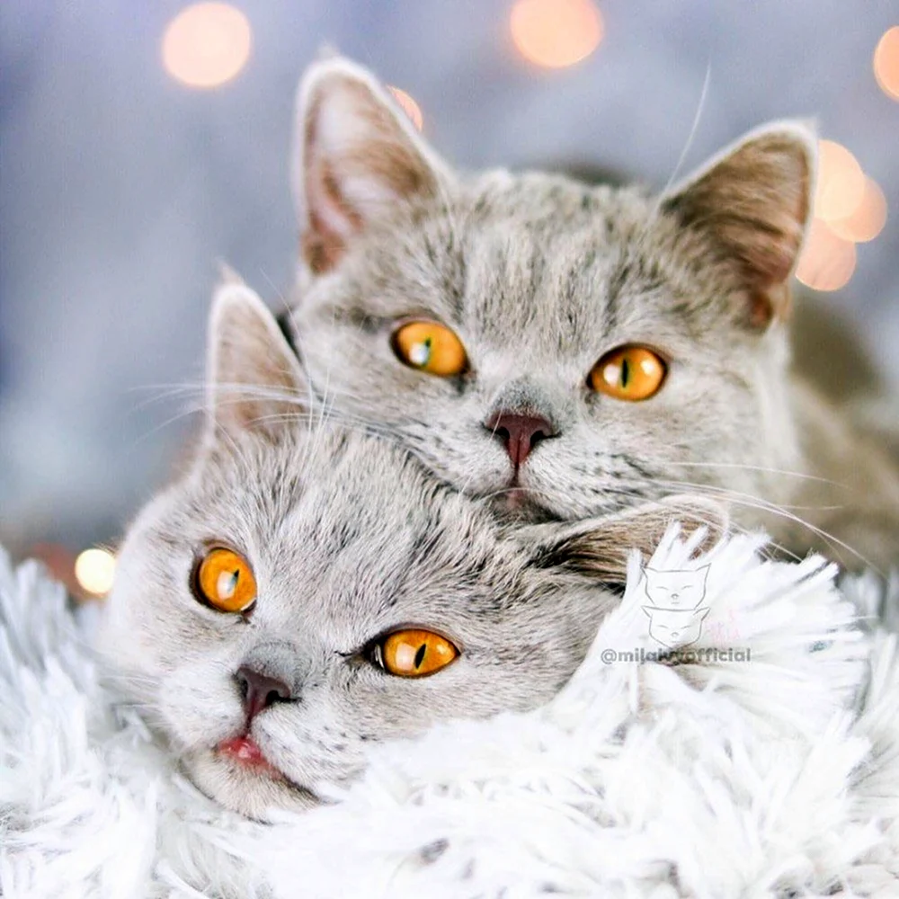 Котики