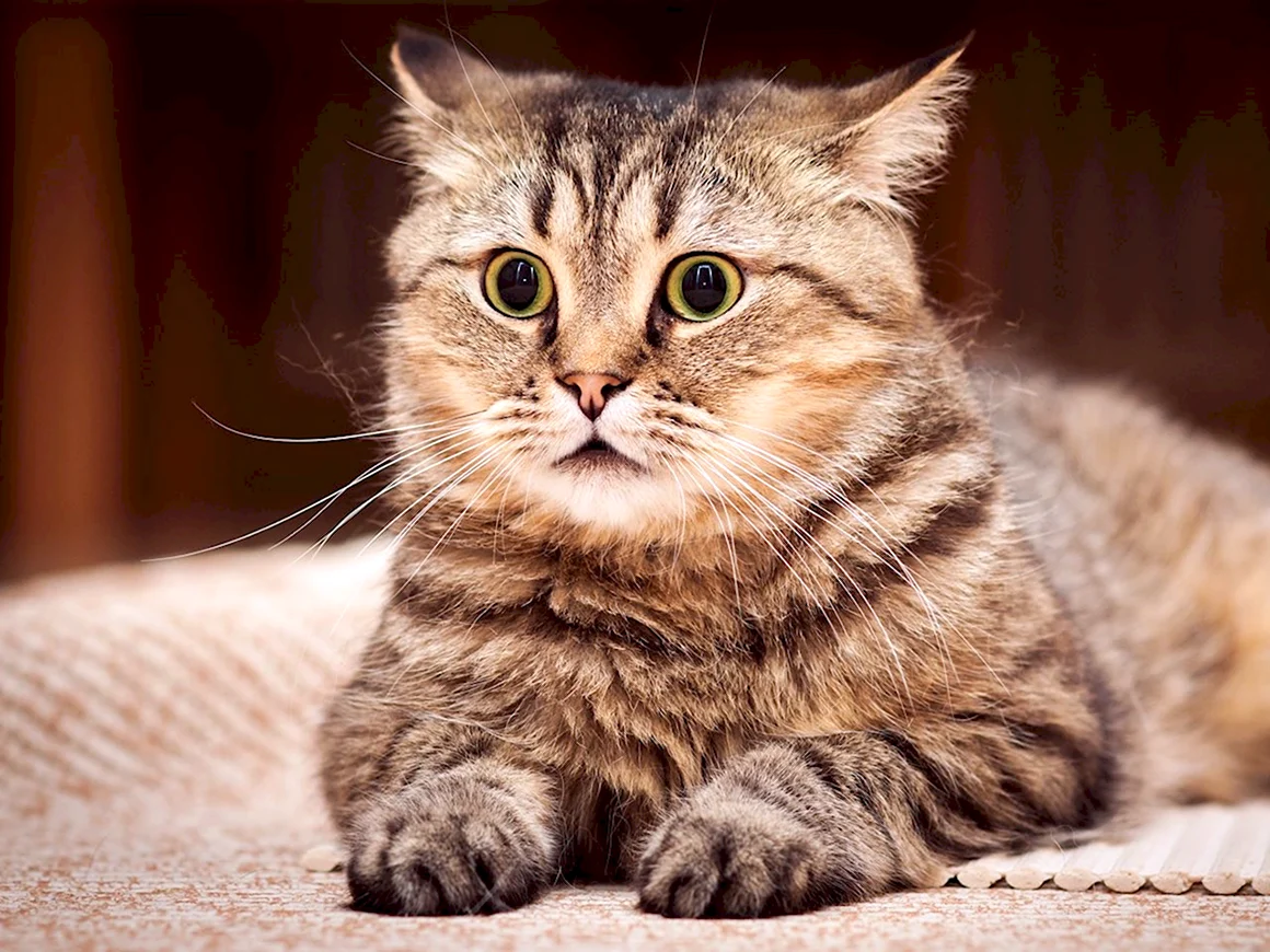 Котики