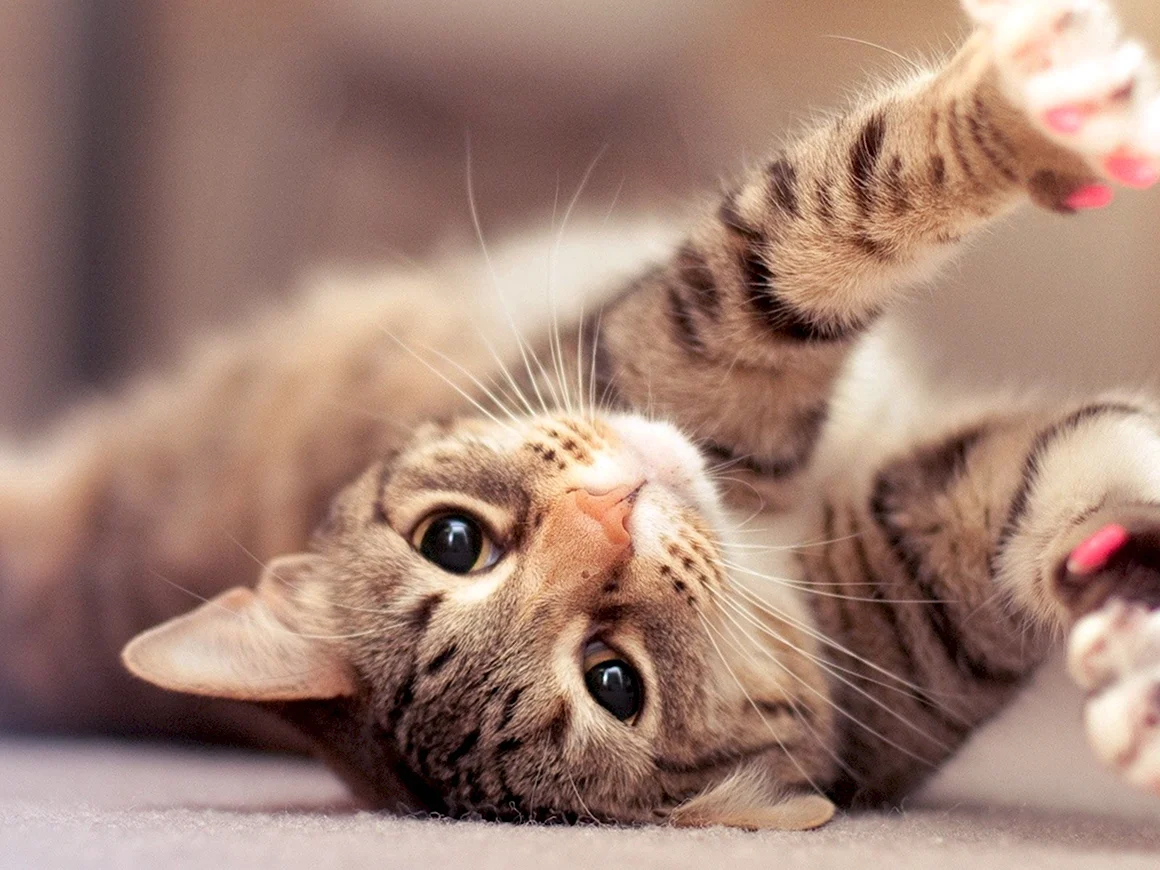 Котики
