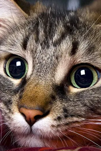 Котики