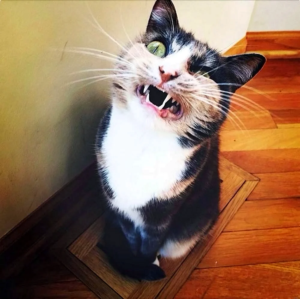 Котики