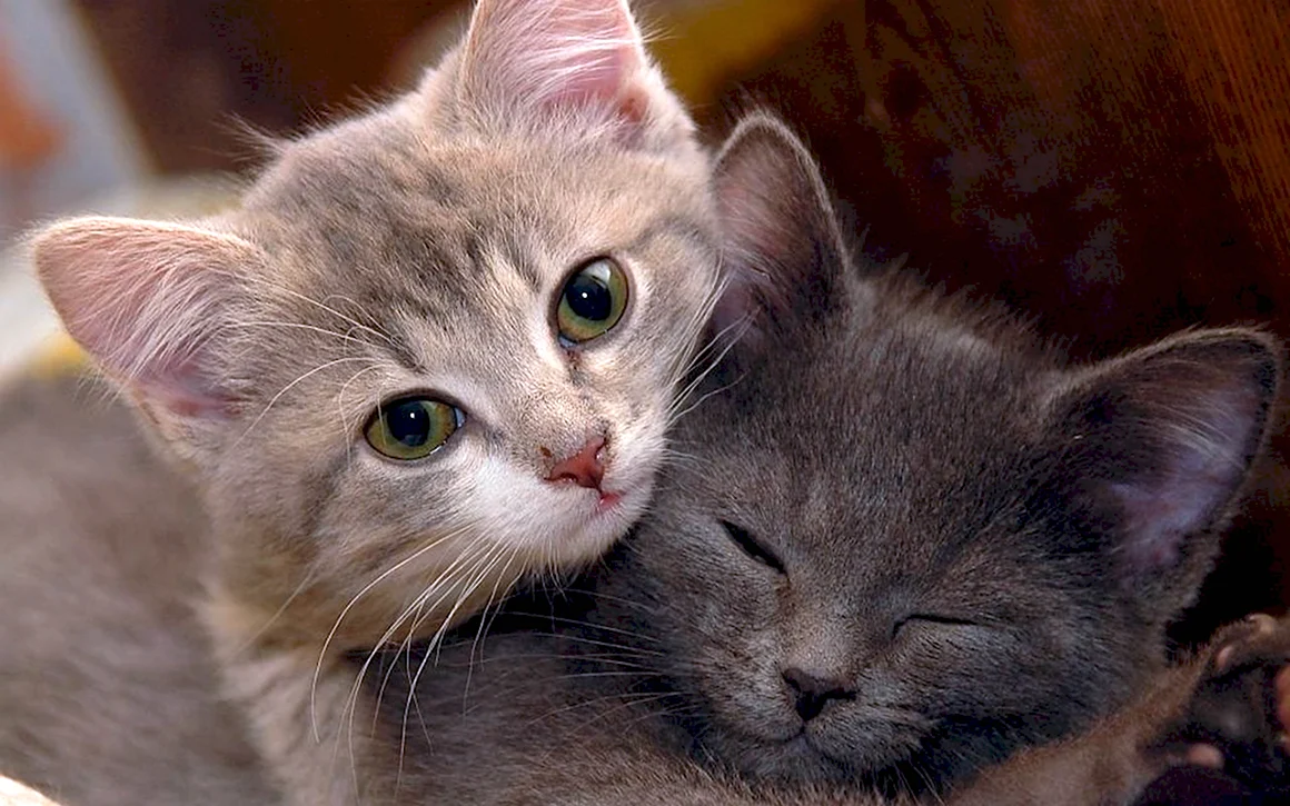 Котики