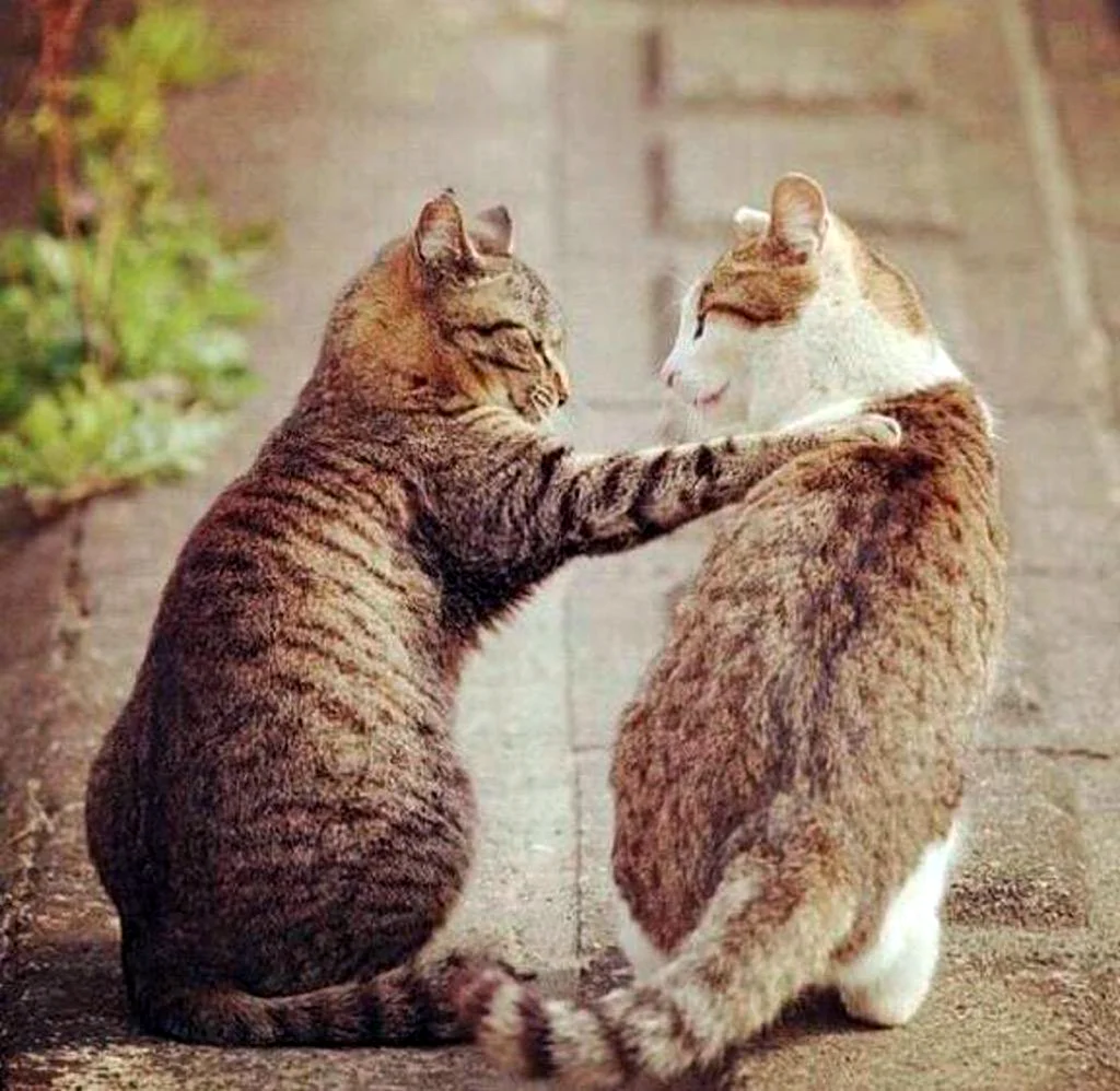 Котики дружат