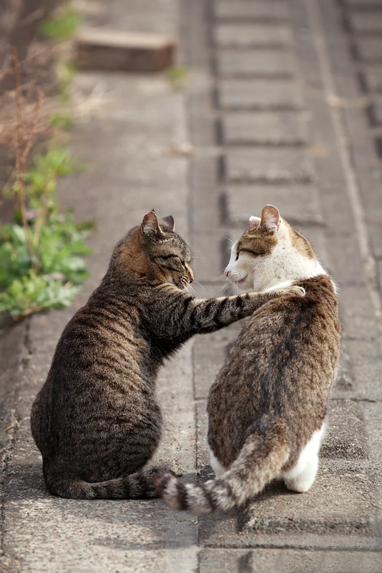 Котики дружат