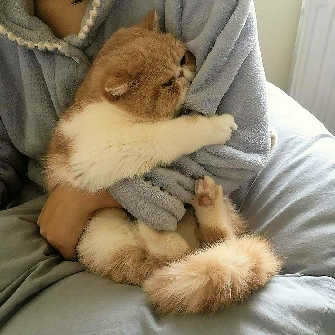 Котики Эстетика