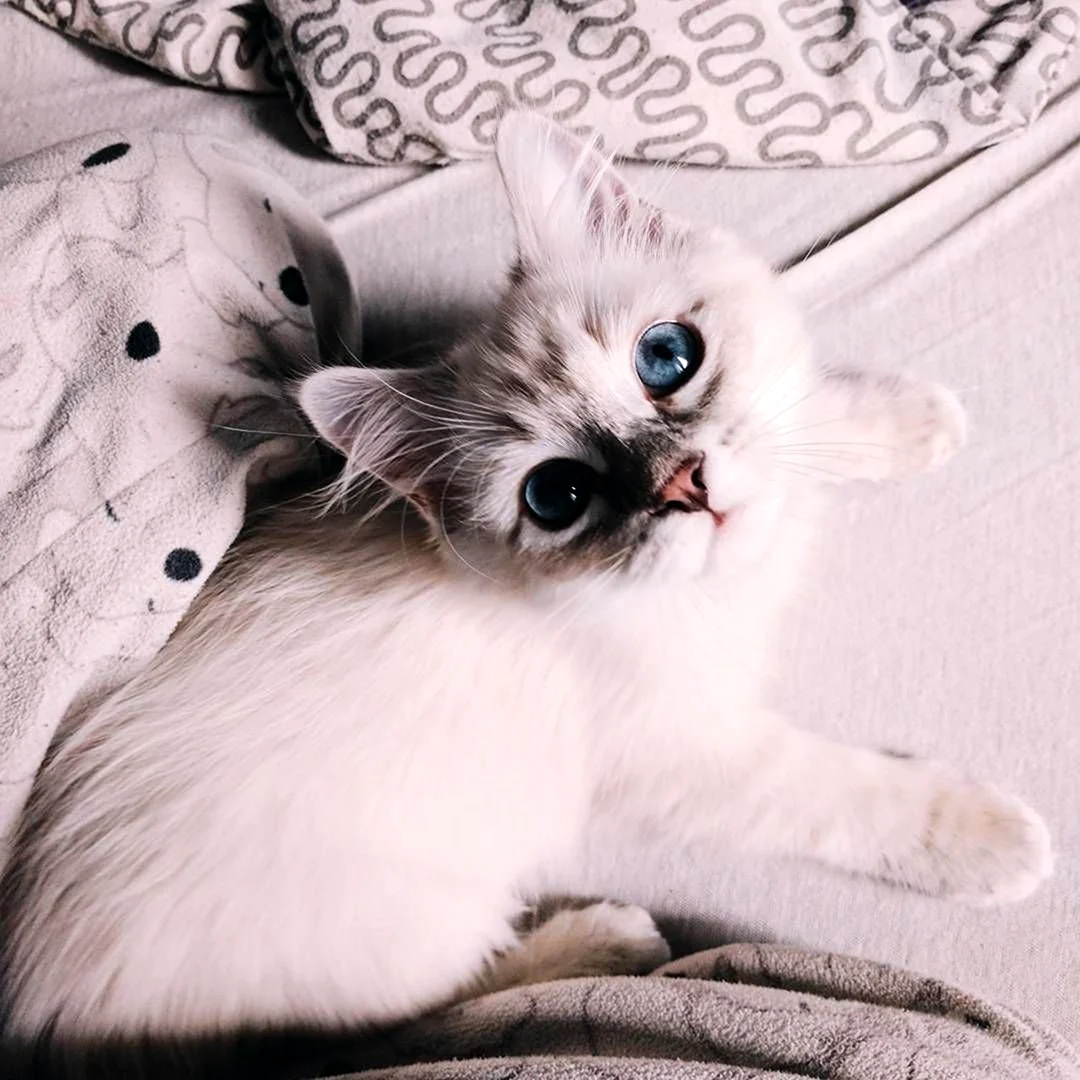 Котики Эстетика