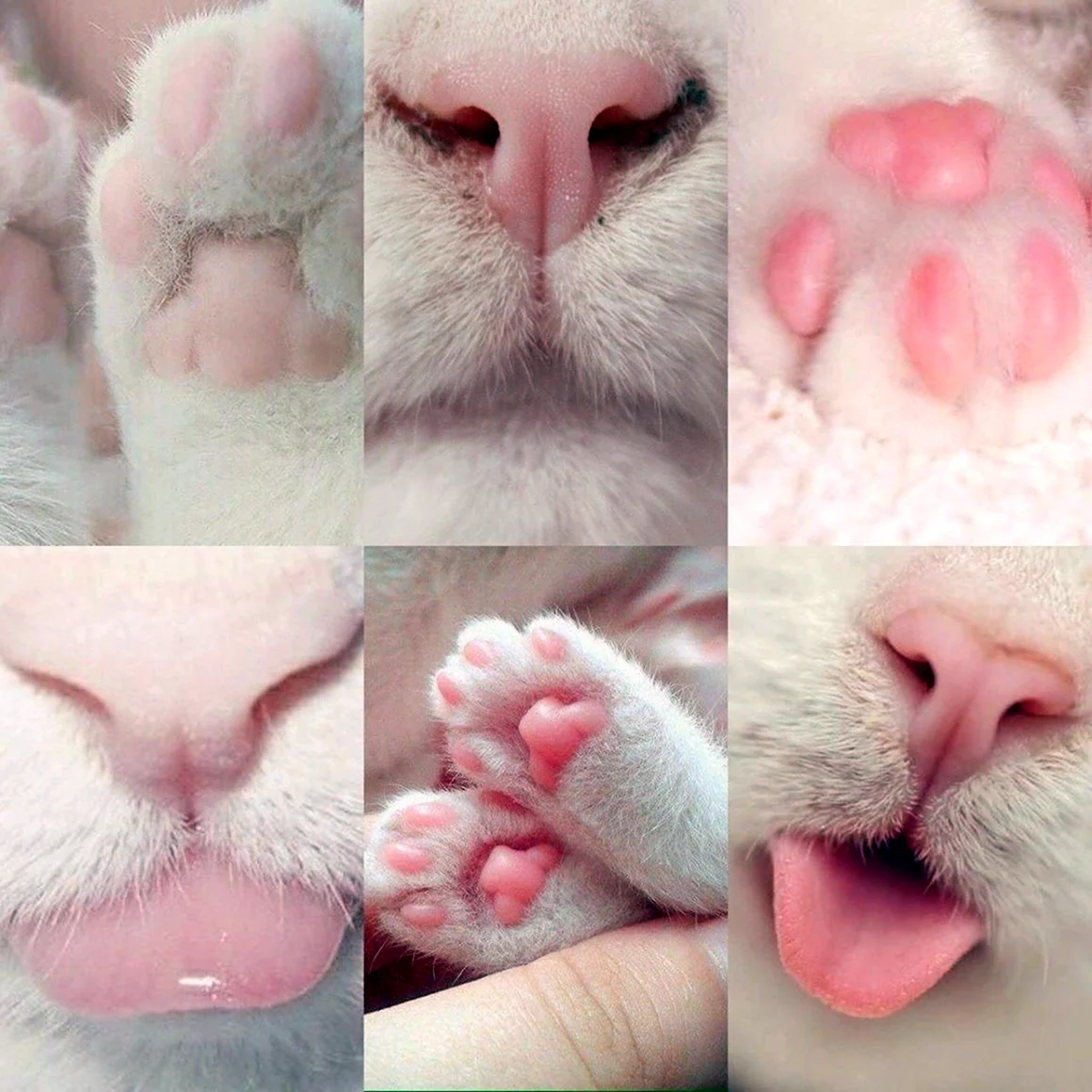 Котики Эстетика