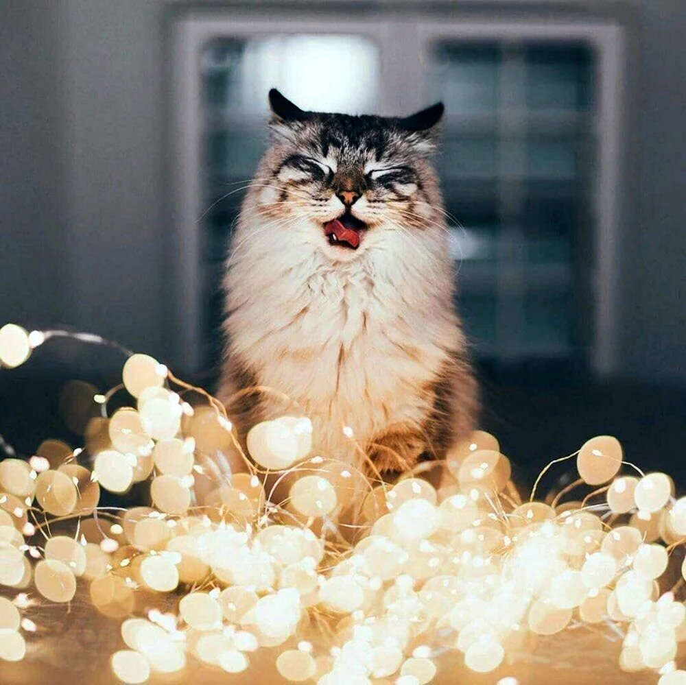 Котики Эстетика
