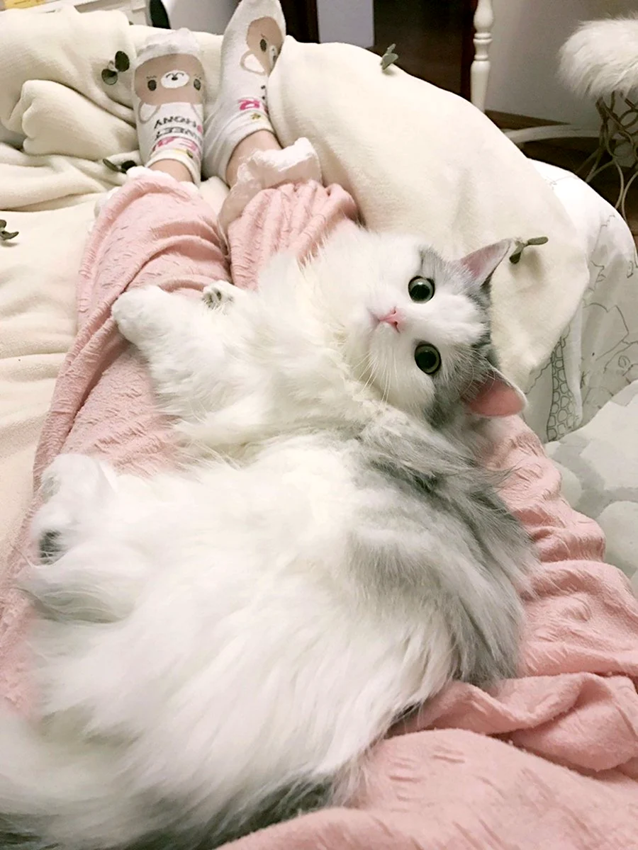 Котики Эстетика