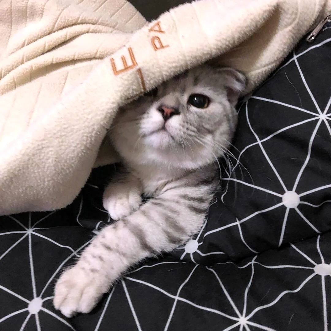 Котики Эстетика