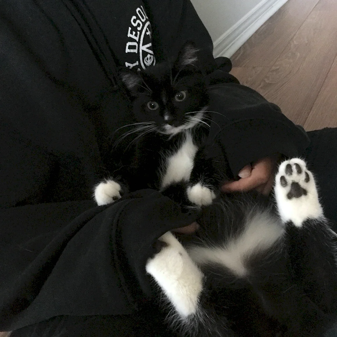 Котики Эстетика