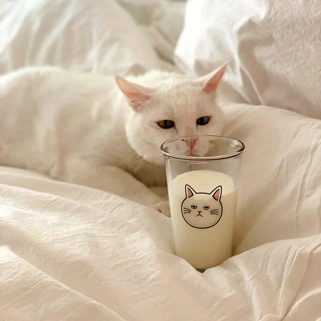 Котики Эстетика