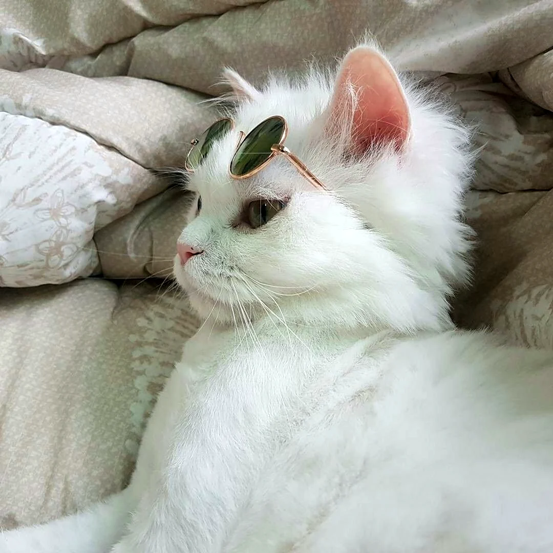 Котики Эстетика