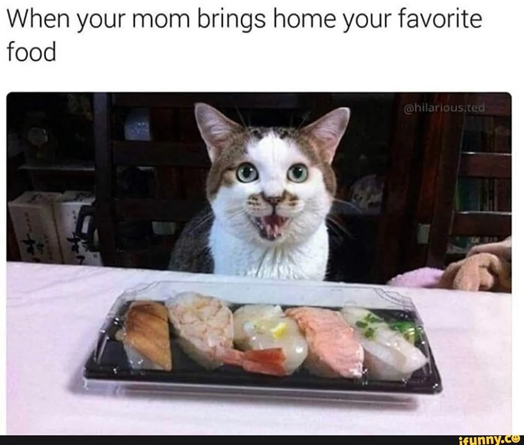 Котики и роллы