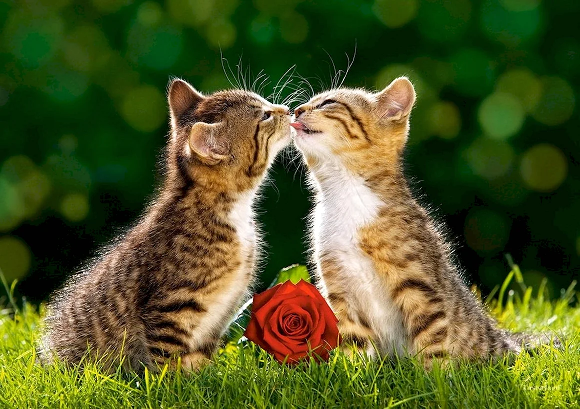 Котики любовь