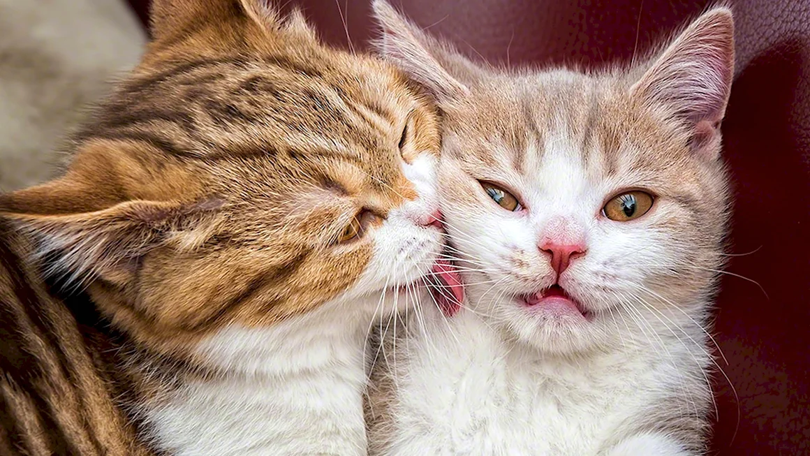 Котики любовь