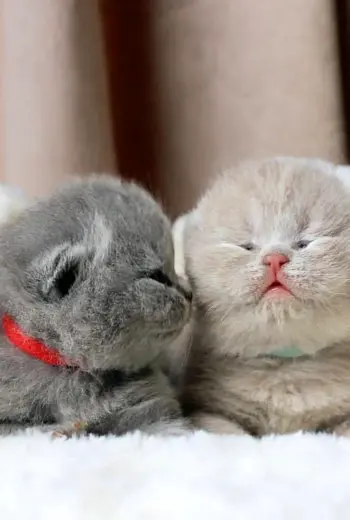 Котики милахи