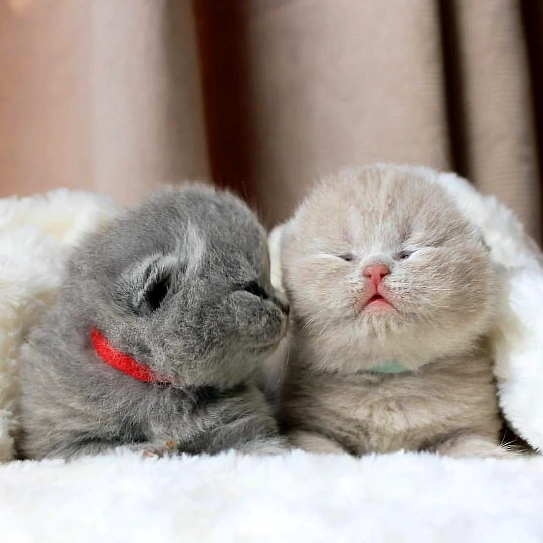 Котики милахи