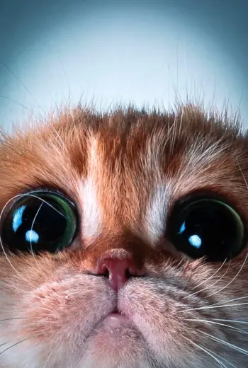 Котики милота