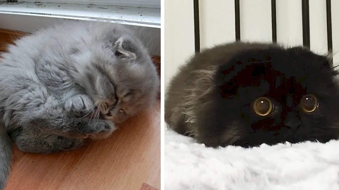 Котики милые комочки