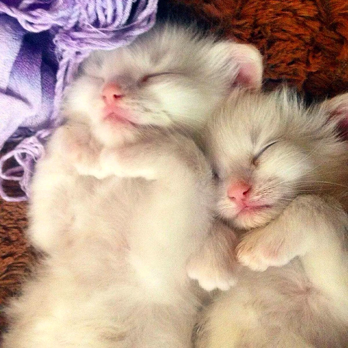 Котики мимими