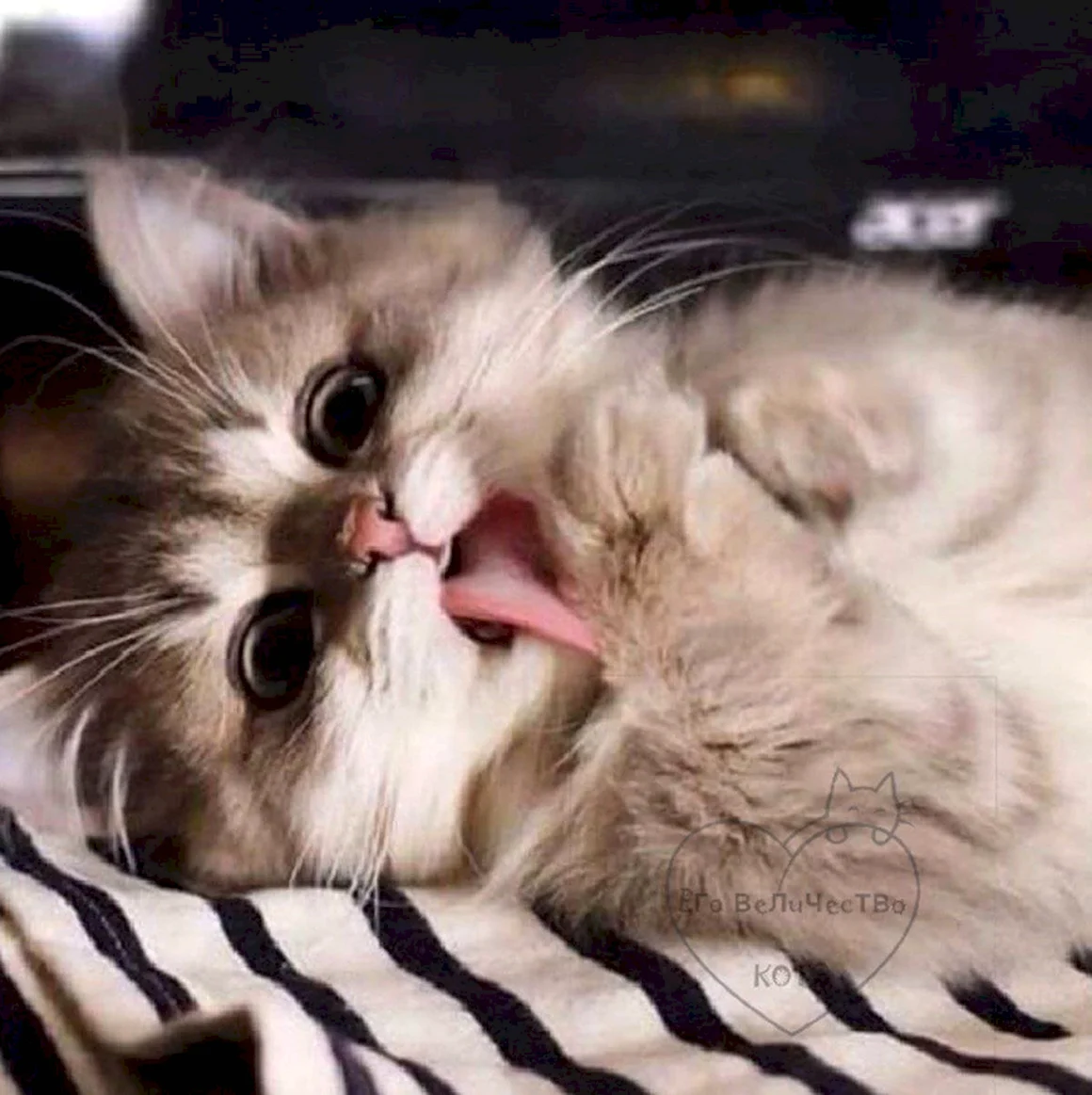 Котики мимими
