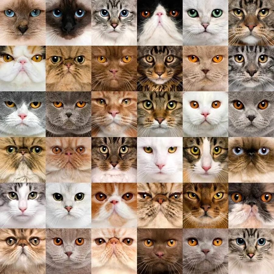 Котики много