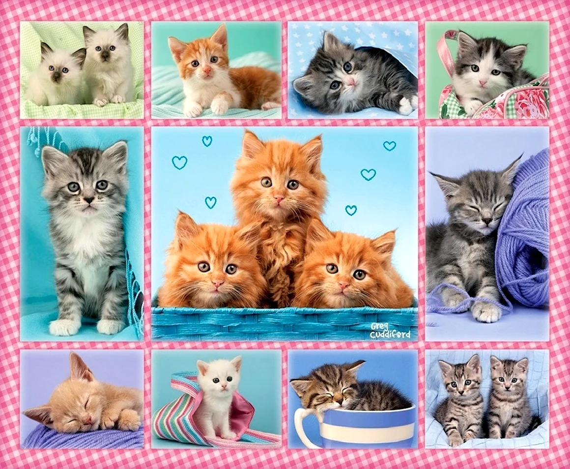 Котики много на одном листе